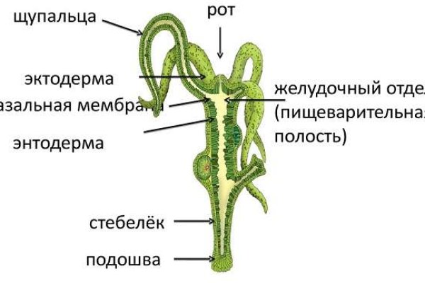 Ссылка на кракен в тор на сегодня